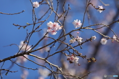 秋にも咲く桜。。