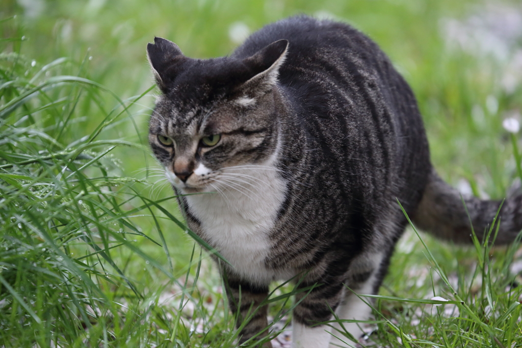 猫　オットとと。