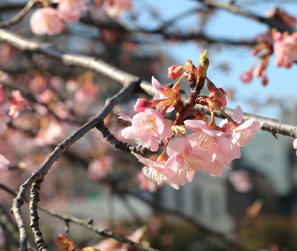 寒桜　Part２