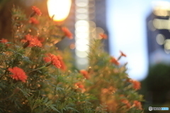 優しい光を求めて。
