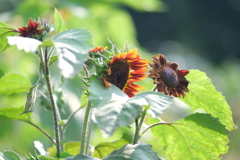 甘い蜜は宝石の様に…。