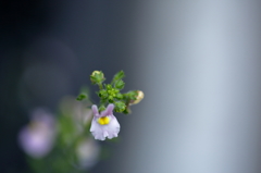 大きく咲くまでに。。