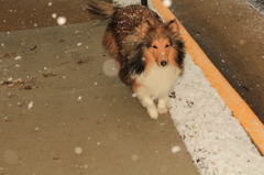 雪のち走る