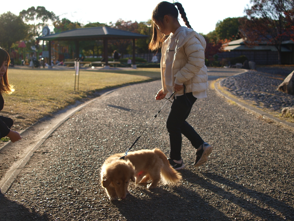 愛犬とお散歩