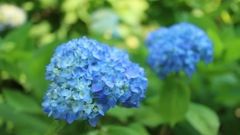 早咲きの紫陽花