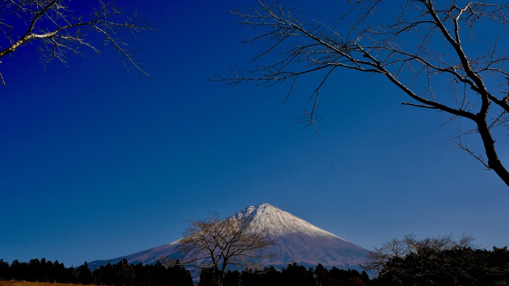 Leafless tree