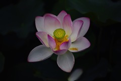 Lotus