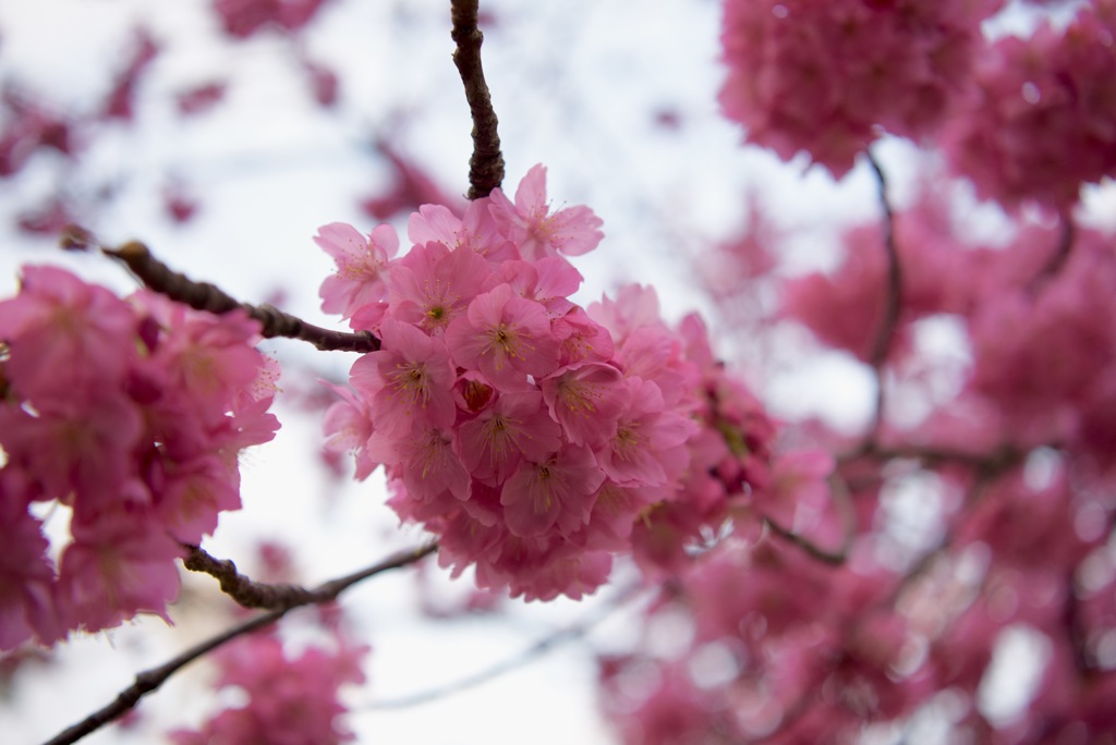 Sakura