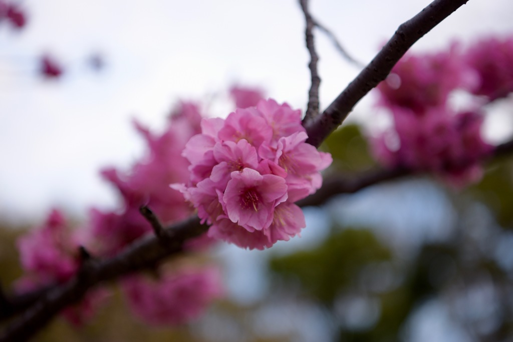 横浜寒緋桜