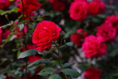 薔薇