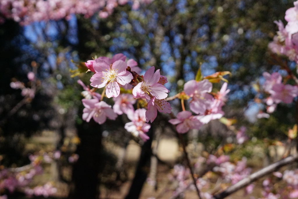 早咲きの桜２