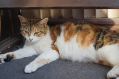 居酒屋の猫さん