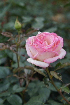 薔薇園