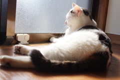 ひなたぼっこ