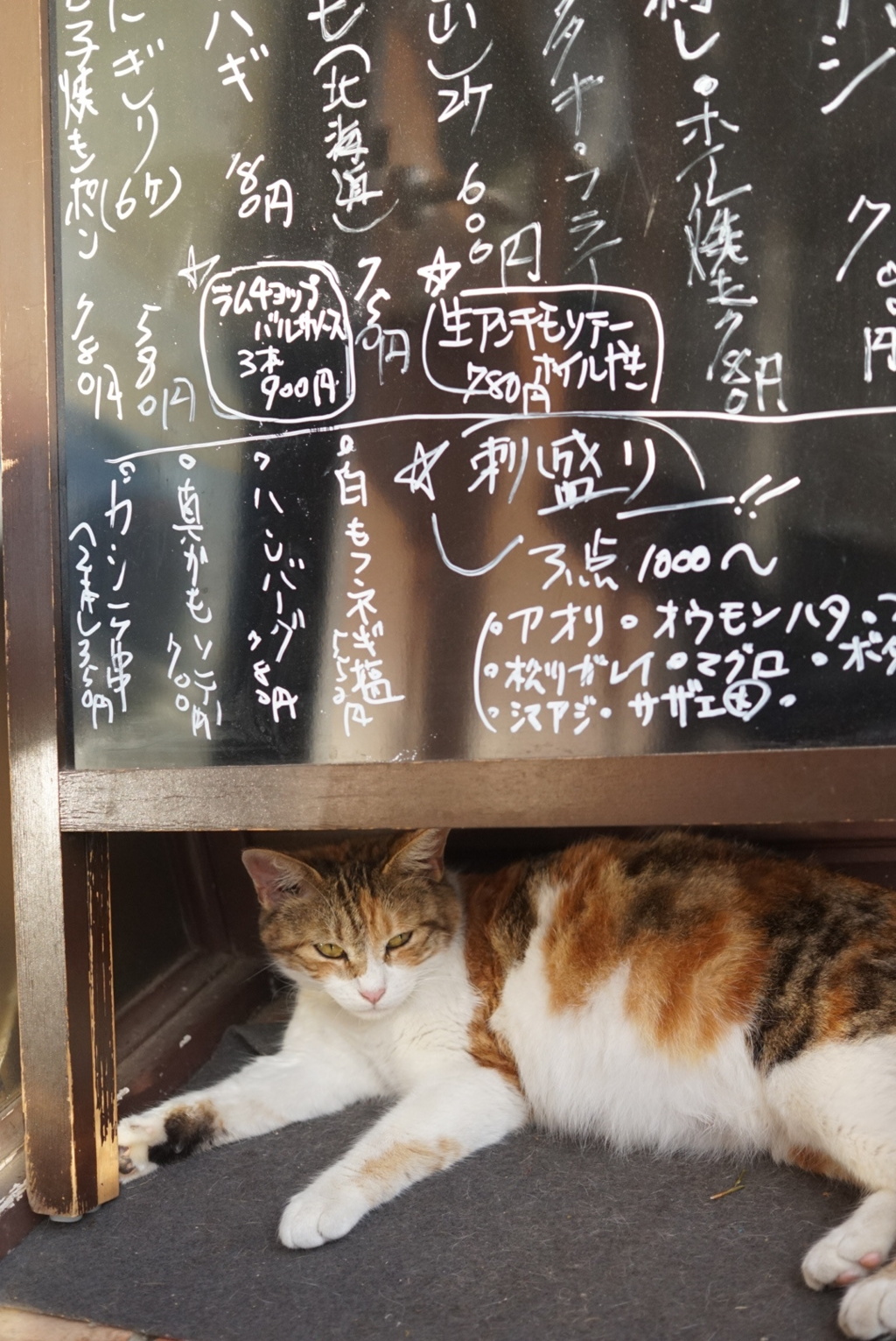 居酒屋の猫さん