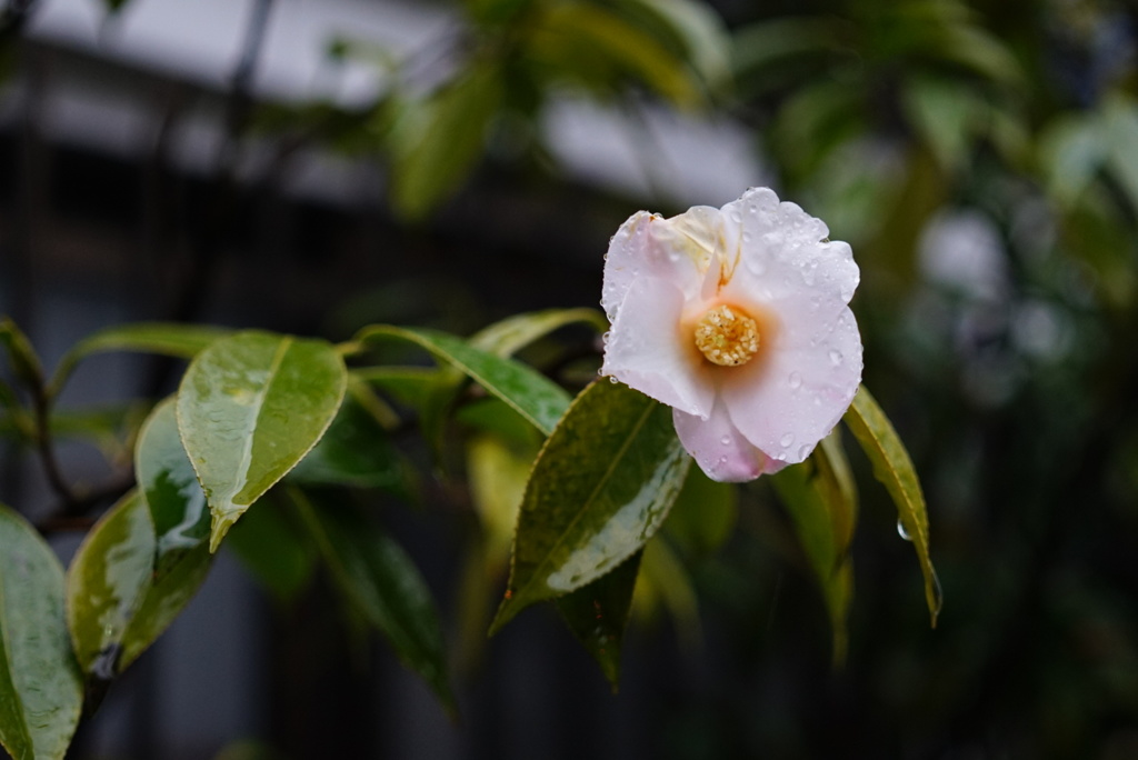 雨に濡れて