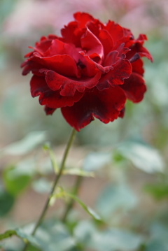 薔薇園