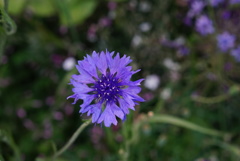 野に咲く花