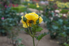 薔薇園