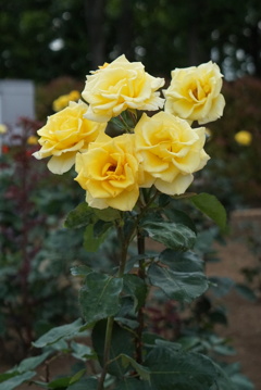 薔薇園