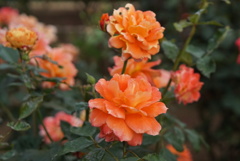 薔薇園
