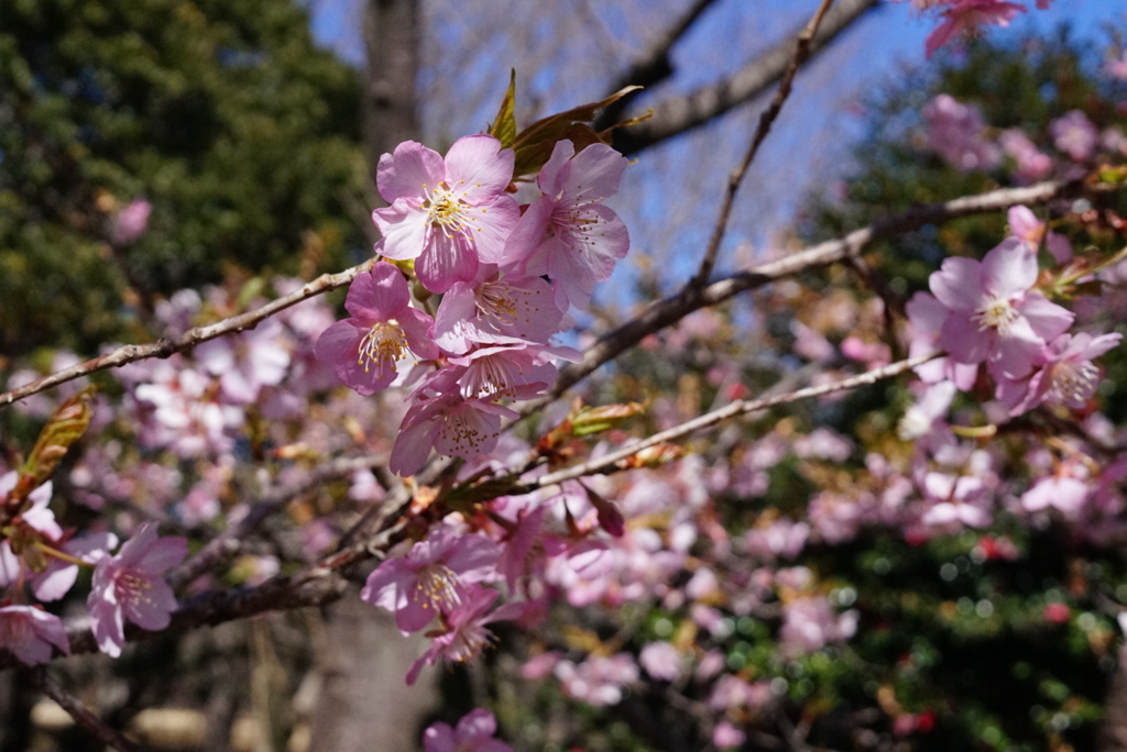 早咲きの桜1