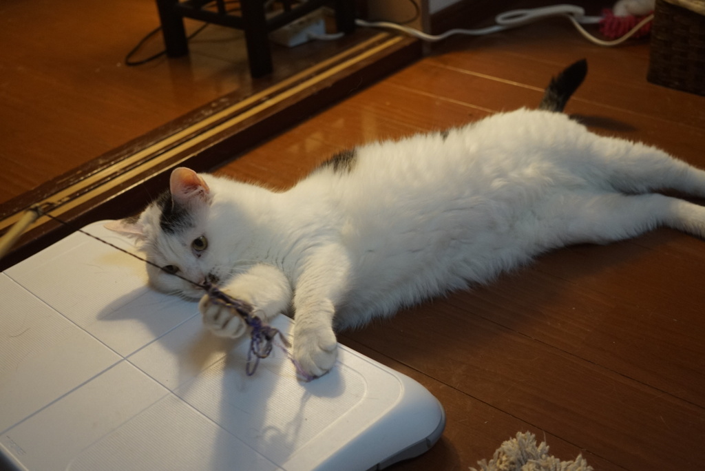 あざらし？