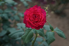 薔薇園