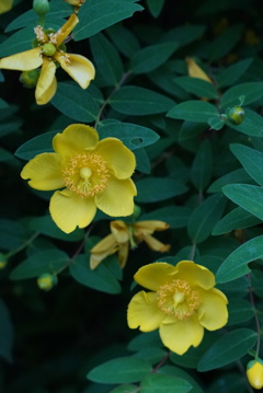 五弁の花