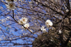 偕楽園の梅その１