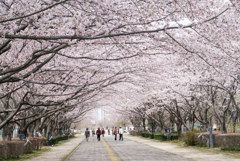 桜のトンネル