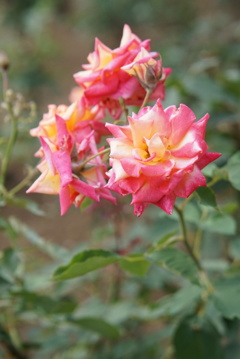 薔薇園