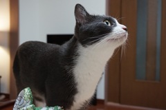 なにかな？