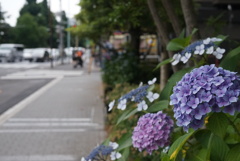 紫陽花の季節