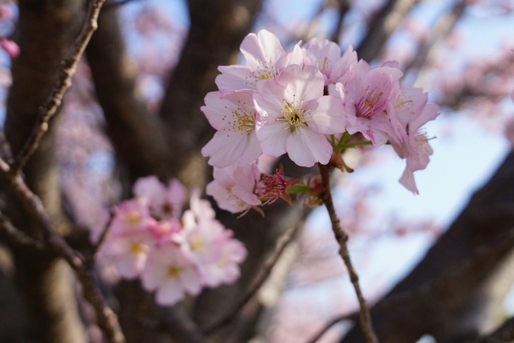 遅咲きの桜1