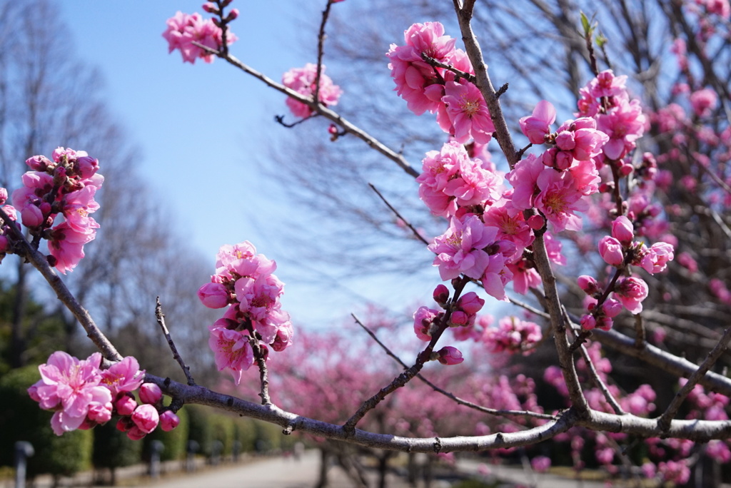 花と青空