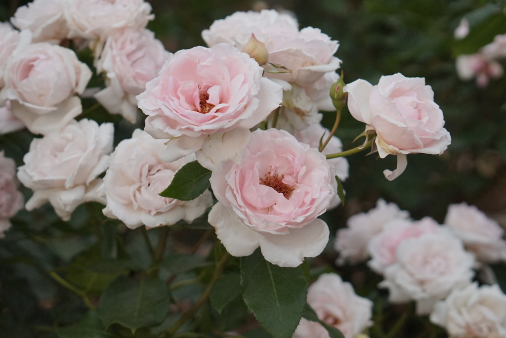 薔薇園