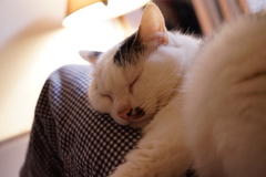 ひざのり ふーちゃん スヤァ