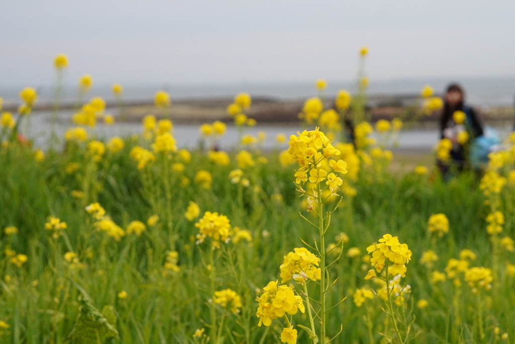菜の花の季節