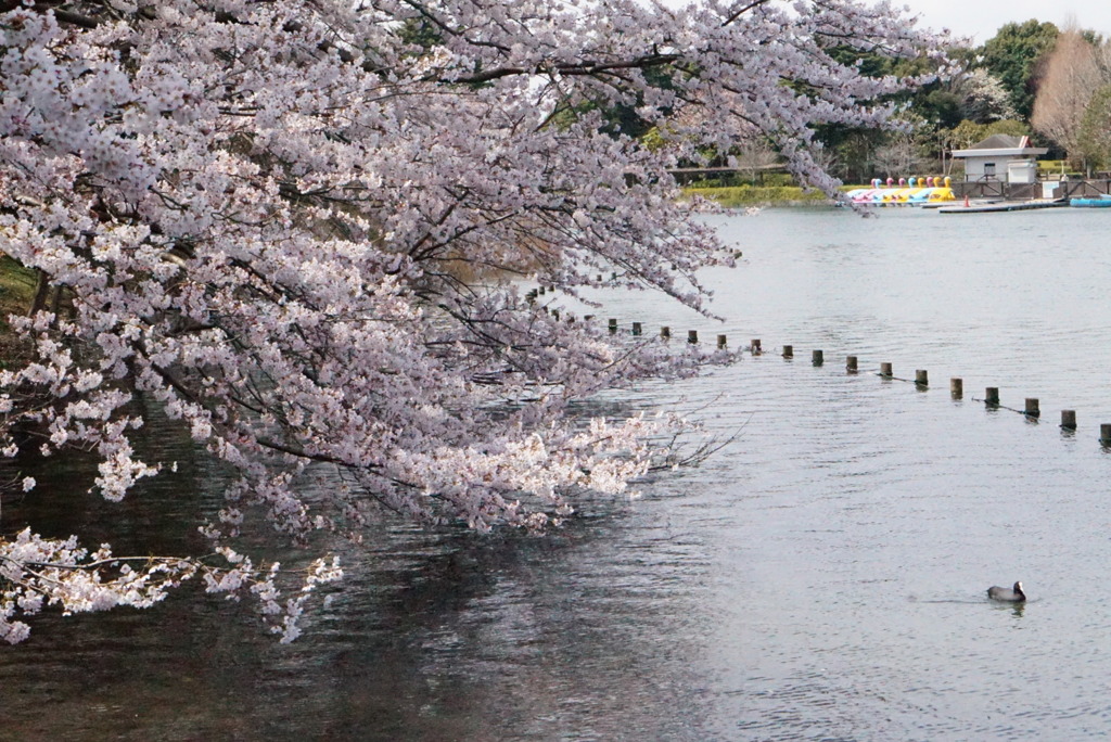 水辺の桜