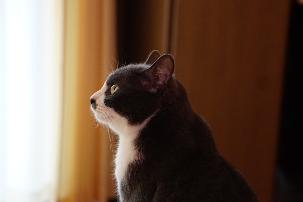 よこがお