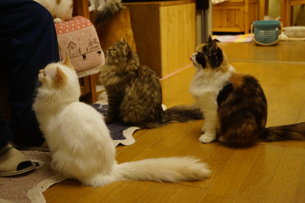 おやつ待ち