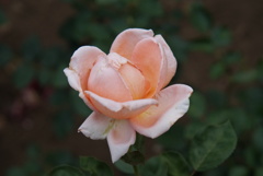 薔薇園