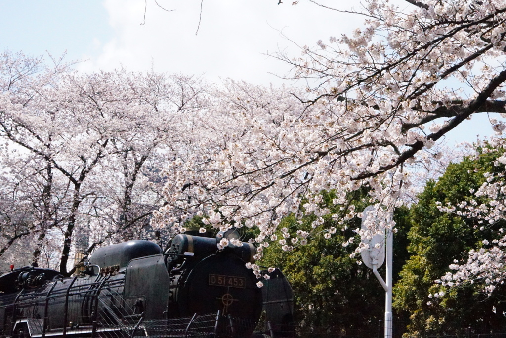 機関車公園の桜