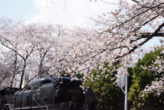 機関車公園の桜