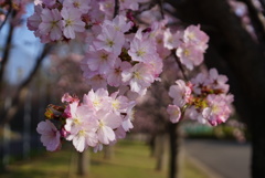 遅咲きの桜3