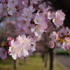 遅咲きの桜3