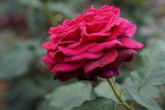 薔薇園