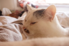 まだ ねむいなあ