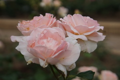 薔薇園